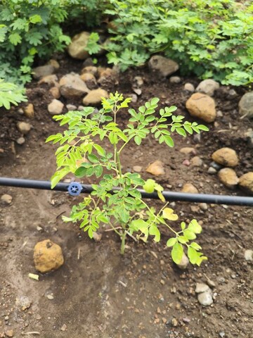  Plot – Map Location View at Kukatpally - for Sale