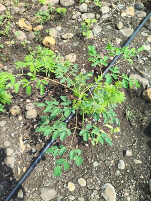 Plot Area in  Plot at Kukatpally – for Sale