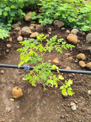  Plot – Exterior View View at Kukatpally - for Sale