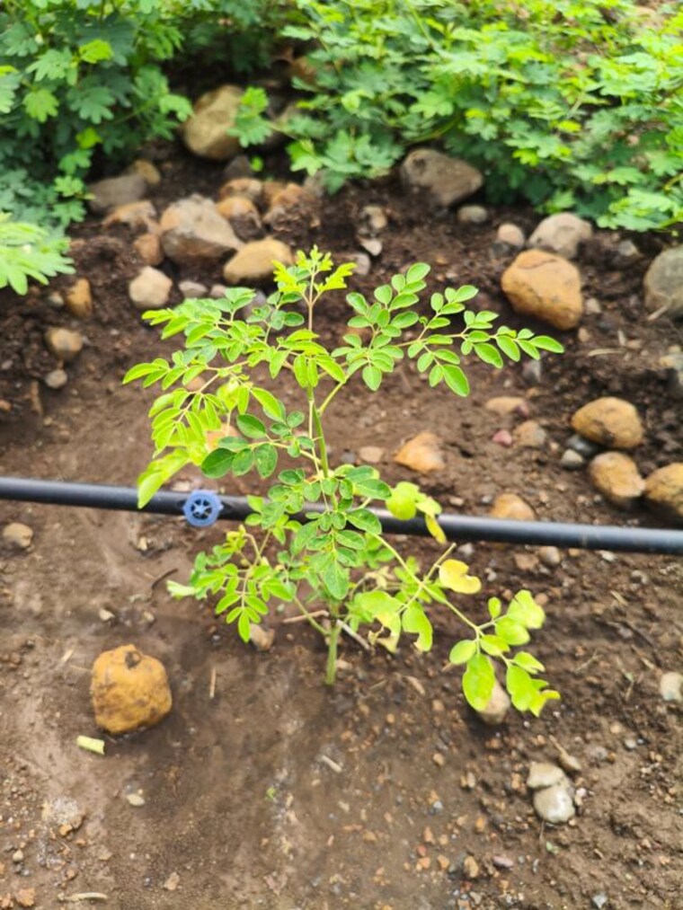 Exterior View, kukatpally  1210 Sq.Yd. Plot In Kukatpally Hyderabad 10066437