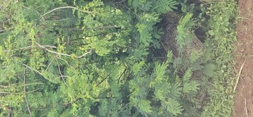  Plot For Sale in Banashankari 6th Stage