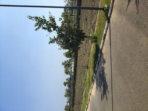  Plot For Sale in Rambha Corona Greens, Sohna Sector 5