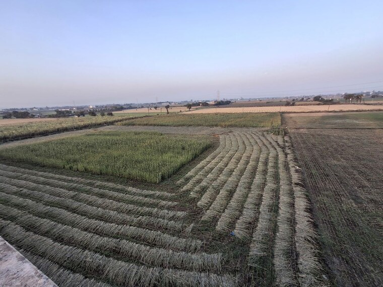 Garden, pal gam Commercial Land 5000 Sq.Yd. In Pal Gam Surat 10073683