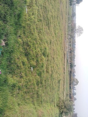 Plot Area in  Plot at Sohna – for Sale