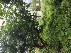  Plot For Sale in Nagegowdanapalya