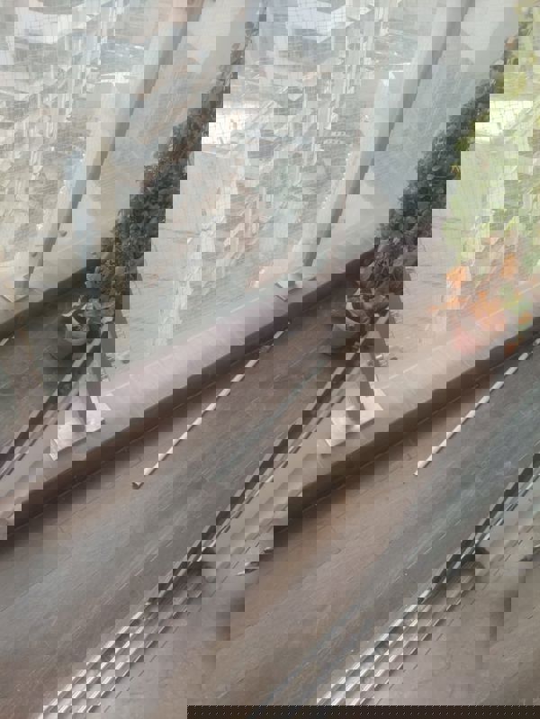 1 BHK + Pooja Room 333 Sq.Ft. Apartment in Omkar Signet