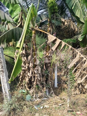  Plot – Exterior View View at Bhogapuram - for Sale