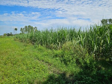 Plot Area in  Land at Sakoti – for Rent