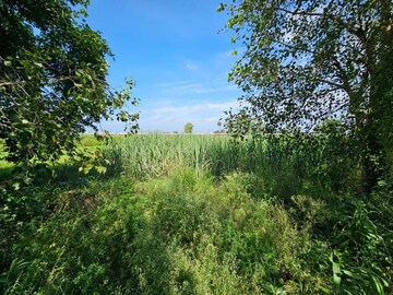 Plot Area in  Land at Sakoti – for Rent