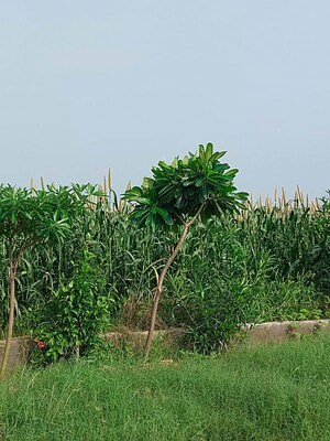 Plot Area in  Plot at Sector 1 Wave City – for Sale