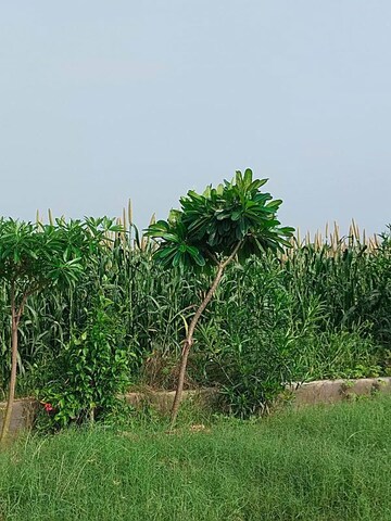 Plot Area in  Plot at Sector 1 Wave City – for Sale