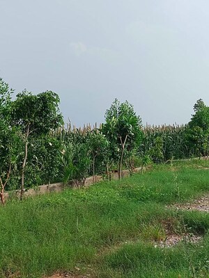 Plot Area in  Plot at Mangalpalle – for Sale