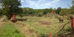 Plot Area in  Land at Gollapudi – for Sale