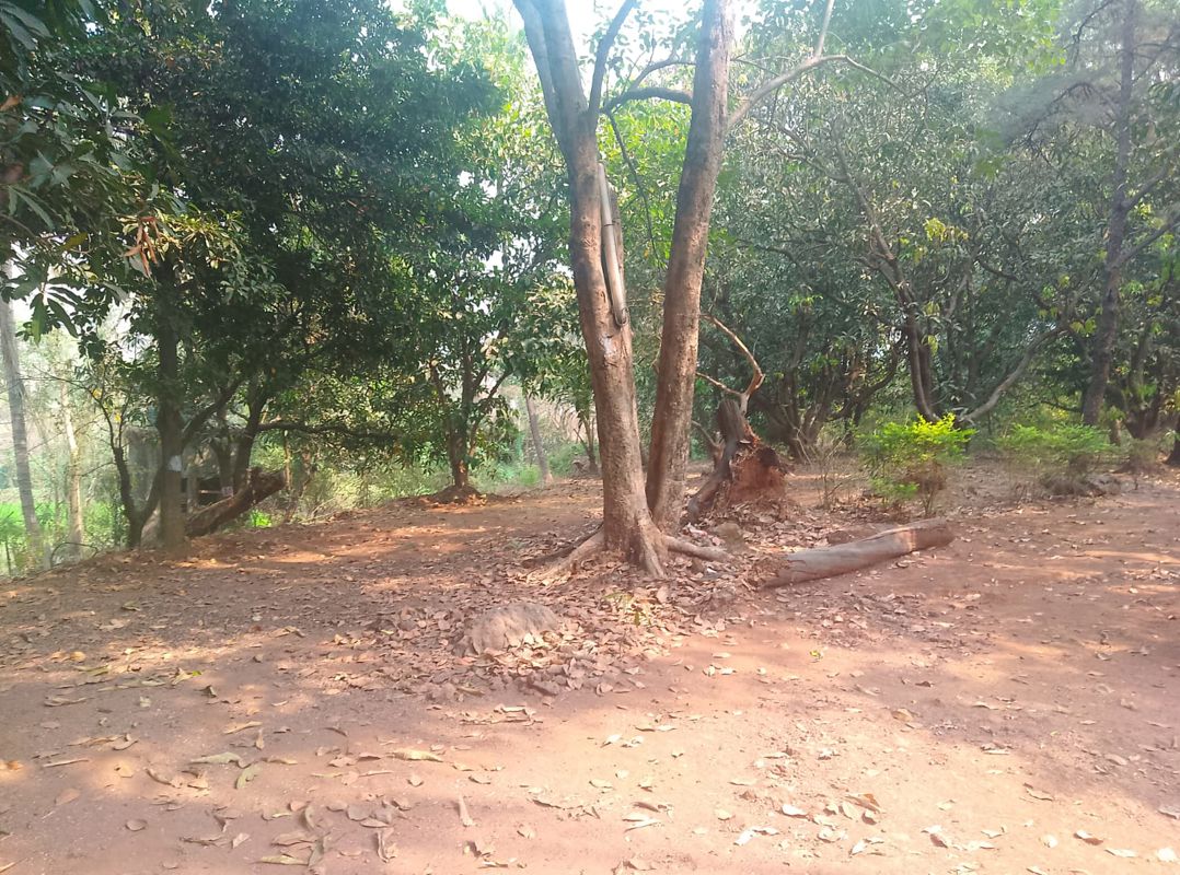 Plot For Sale in Chanje