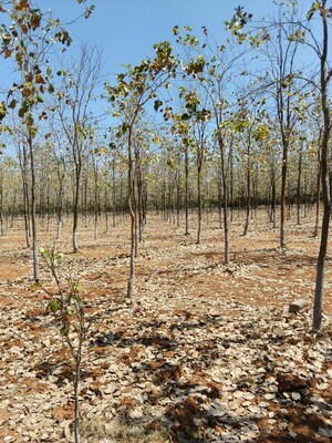 Plot Area in  Plot at Markapur – for Sale