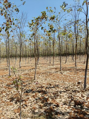 Plot Area in  Plot at Markapur – for Sale