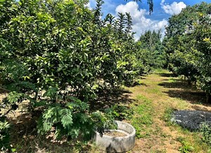 Plot Area in  Land at Shamirpet – for Sale