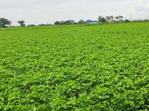  Plot For Sale in Mhow