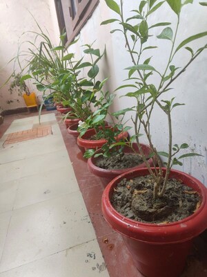 Balcony in 3 BHK Independent House at Nijampur Malhaur – for Rent