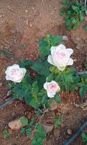  Plot – Map Location View at Chintapalli - for Sale