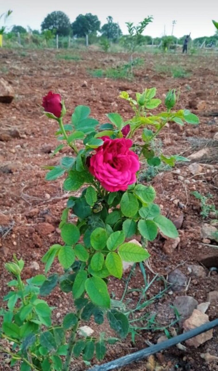 undefined, chintapalli  121 Sq.Yd. Plot In Chintapalli Hyderabad 9904031