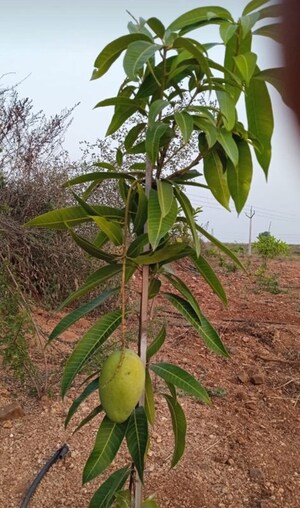 Plot Area in  Plot at Chintapalli – for Sale