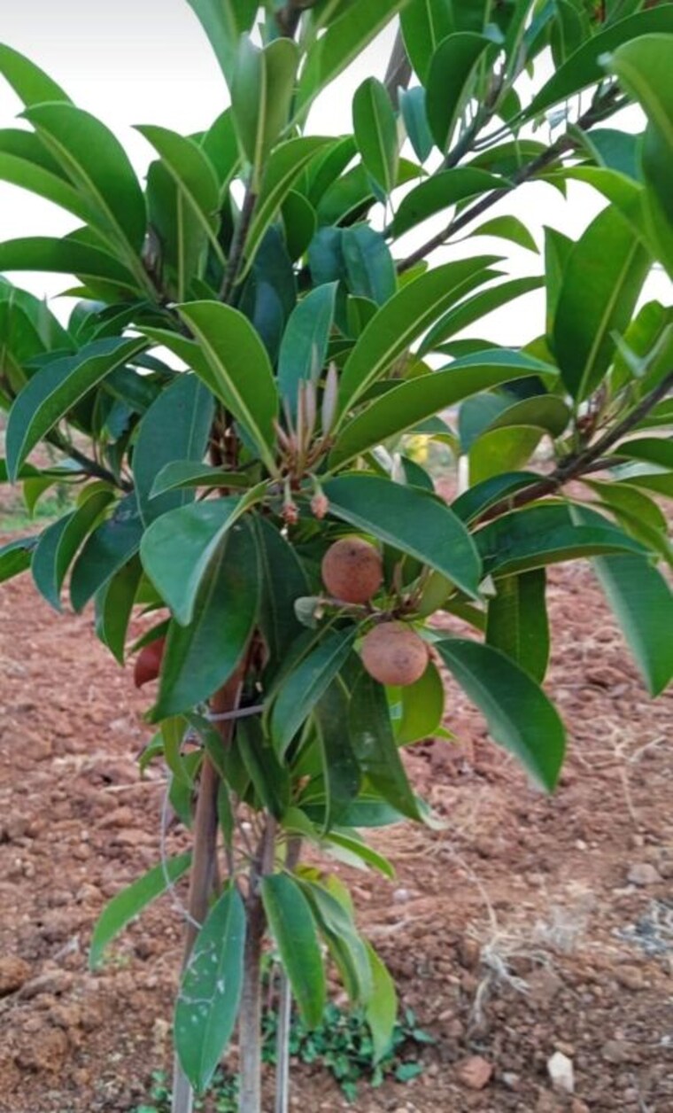 undefined, chintapalli  121 Sq.Yd. Plot In Chintapalli Hyderabad 9904031