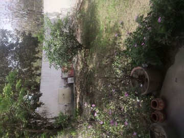 1 BHK Independent House – Garden View at Sector 9 - for Rent