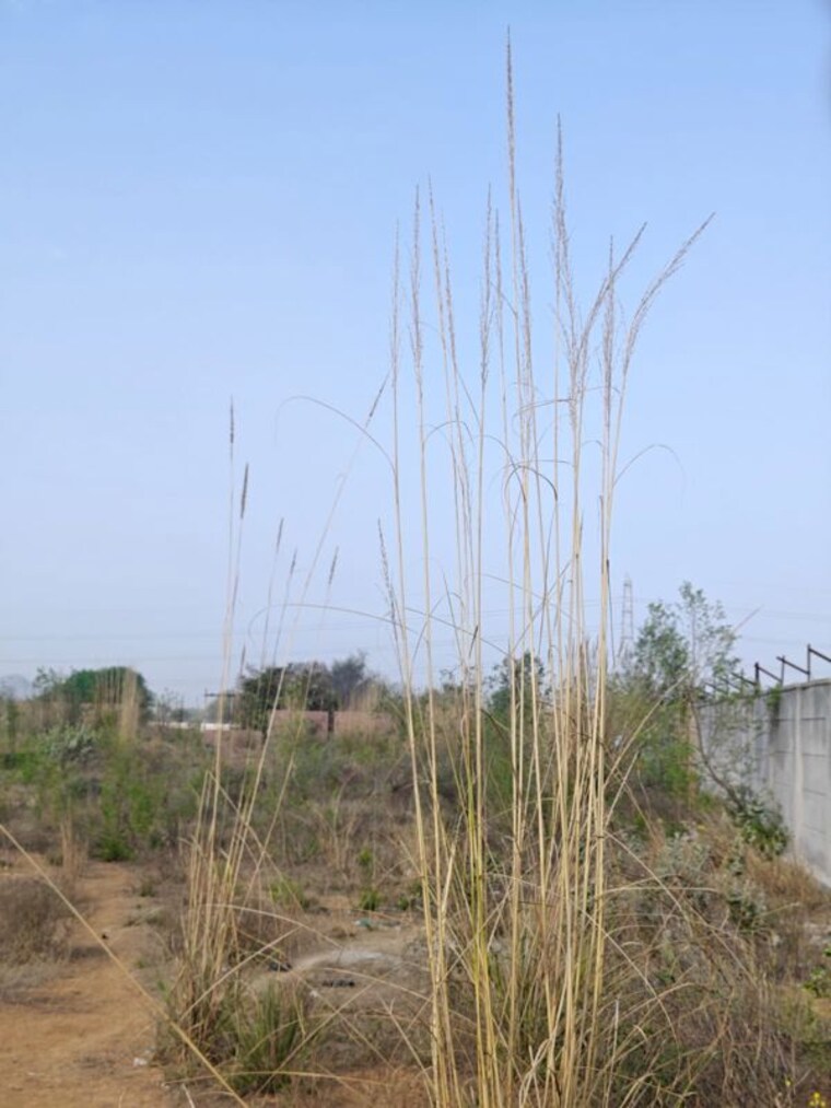 undefined, bawal Commercial Industrial Plot 2000 Sq.Mt. In Bawal Rewari 10129028