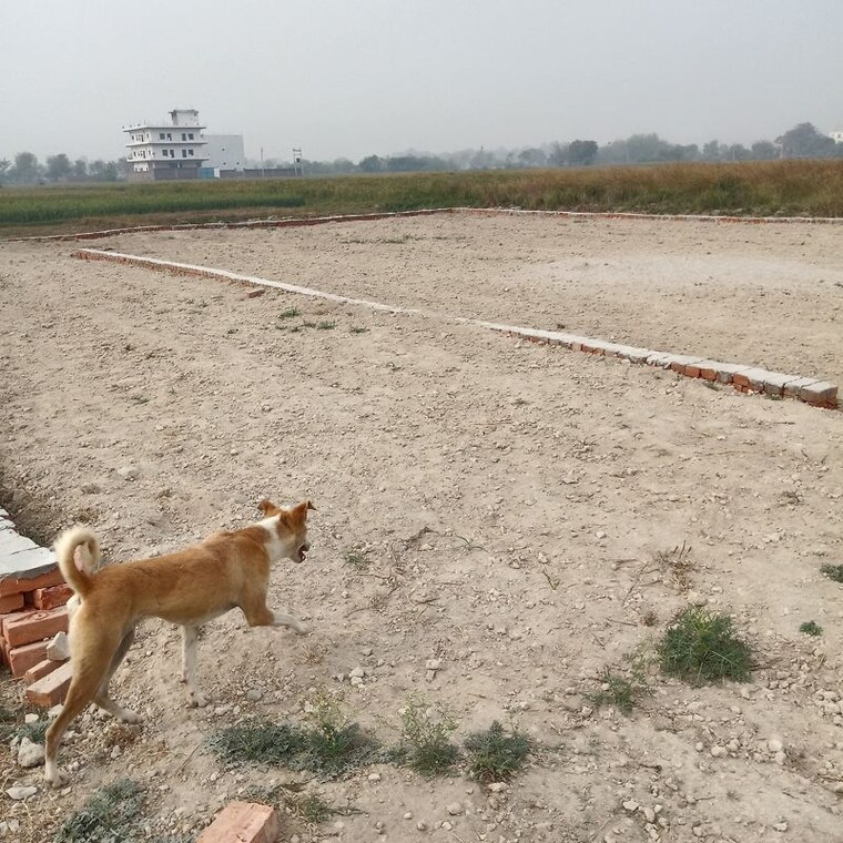 undefined, rohania  1375 Sq.Ft. Plot In Rohania Varanasi 10129609