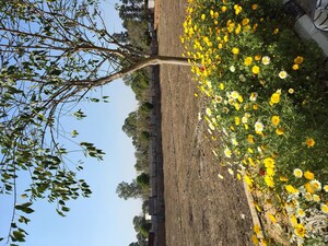  Plot – Garden View at Rambha Corona Greens, Sohna Sector 5 - for Sale