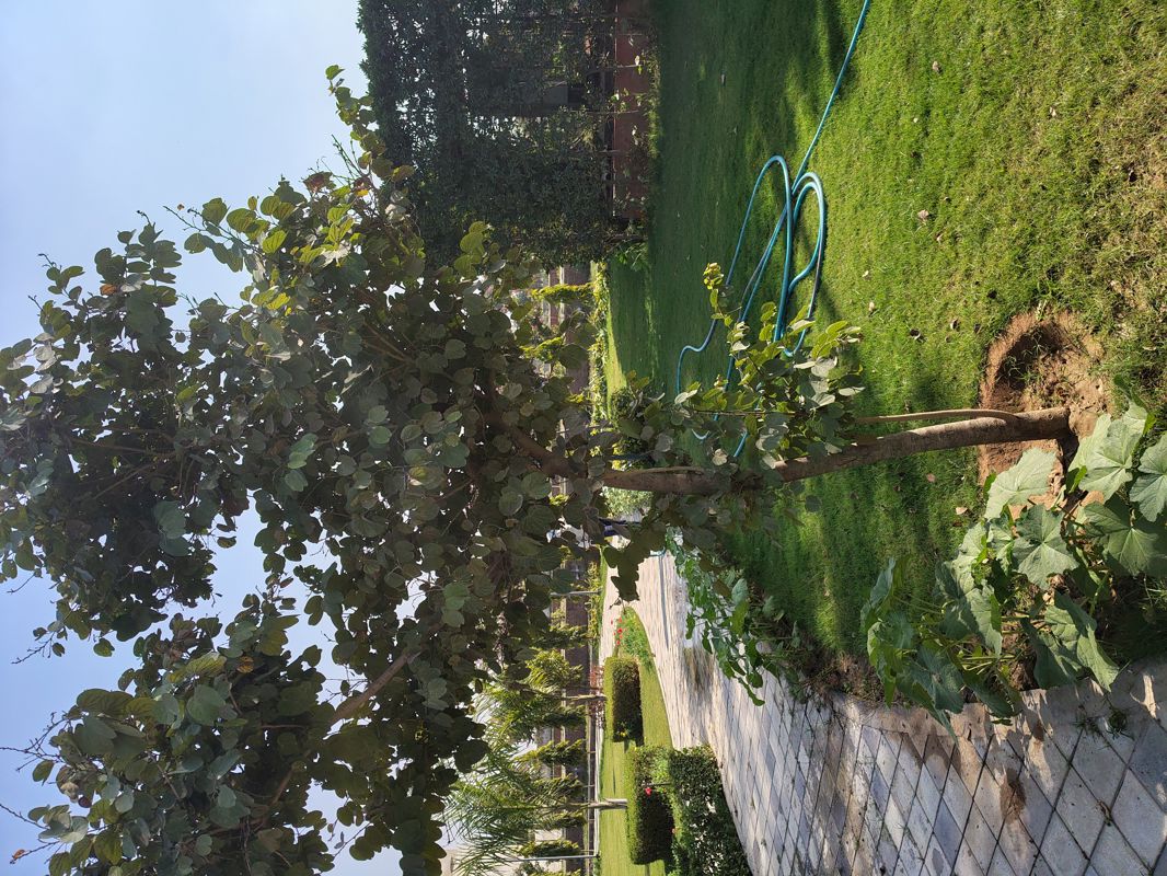 Plot For Sale in Rambha Corona Greens