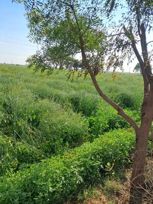  Land – Garden View at Pataudi - for Sale