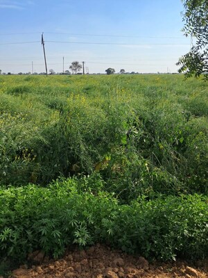 Plot Area in  Land at Pataudi – for Sale