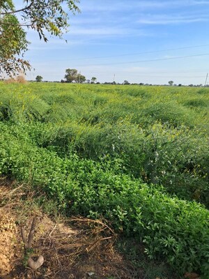 Plot Area in  Land at Pataudi – for Sale