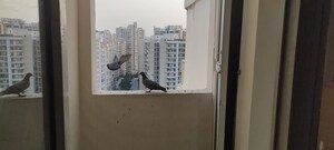 2 BHK Apartment For Rent in Supertech Ecociti, Sector 137