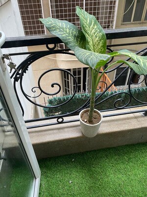 Balcony in 1 BHK Builder Floor at Panchsheel Park – for Rent