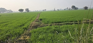 Plot Area in  Plot at Sector 80 – for Sale