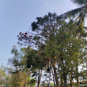 3 BHK Apartment For Rent in RNP 1, Kondapur