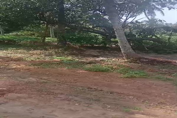 Plot For Sale in Pullur