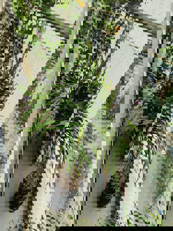 4 BHK + Servant Room 2200 Sq.Ft. Apartment in Skywards Riviera Valentina