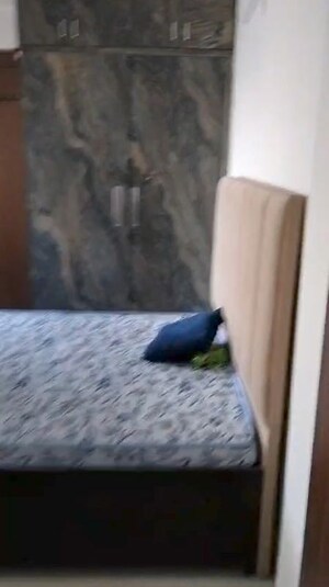 1 BHK Apartment For Rent in Signature Global Synera, Sector 81