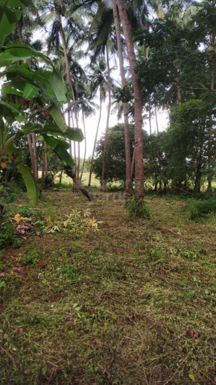 Garden, loutolim  1045 Sq.Mt. Plot In Loutolim Goa 10163224