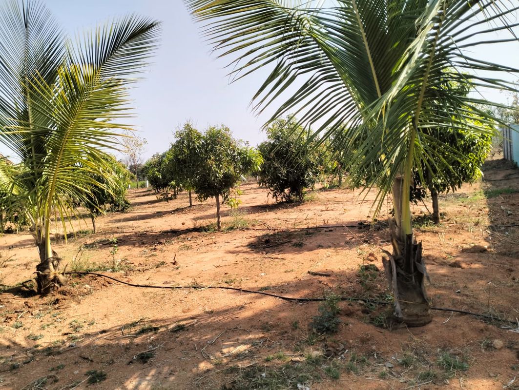 Plot For Sale in Shabad