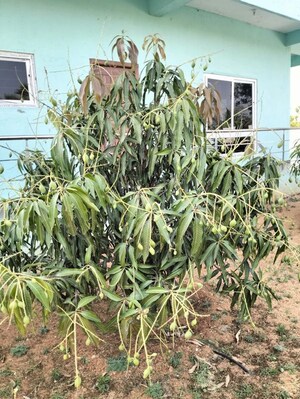  Plot – Exterior View View at Shabad - for Sale