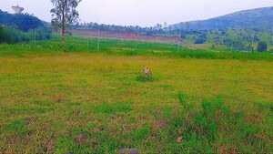 Plot Area in  Plot at Peth Road – for Sale