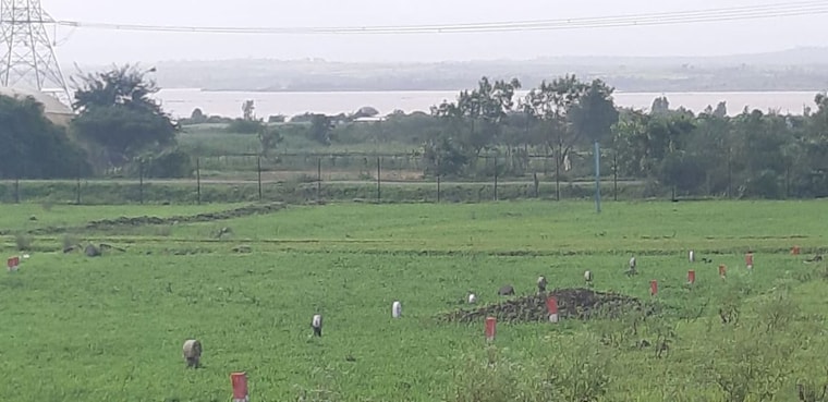 undefined, peth road  150 Sq.Yd. Plot In Peth Road Nashik 10168379