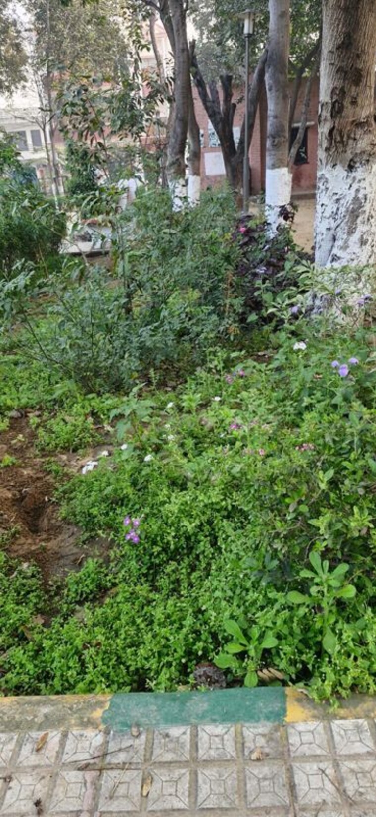 Garden, huda-staff-colony 4 Bedroom 2500 Sq.Ft. Builder Floor In Sector 46 Gurgaon 10168740