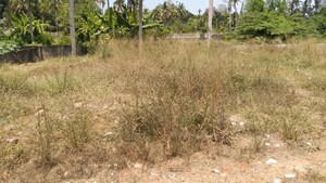 Plot Area in  Plot at Maruthumkuzhi – for Sale