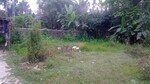 1800 Sq.Ft. Plot in Malancha Bazar